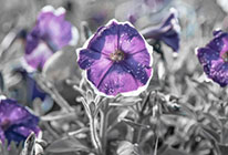 自动化工具的免费ddos网页端